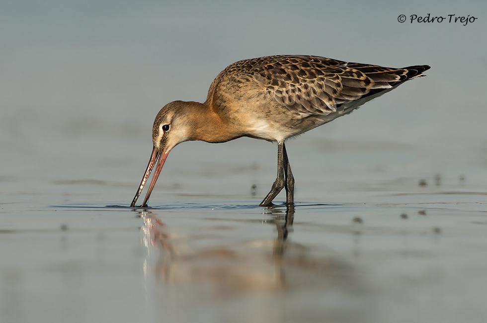 Aguja colinegra (Limosa limosa)